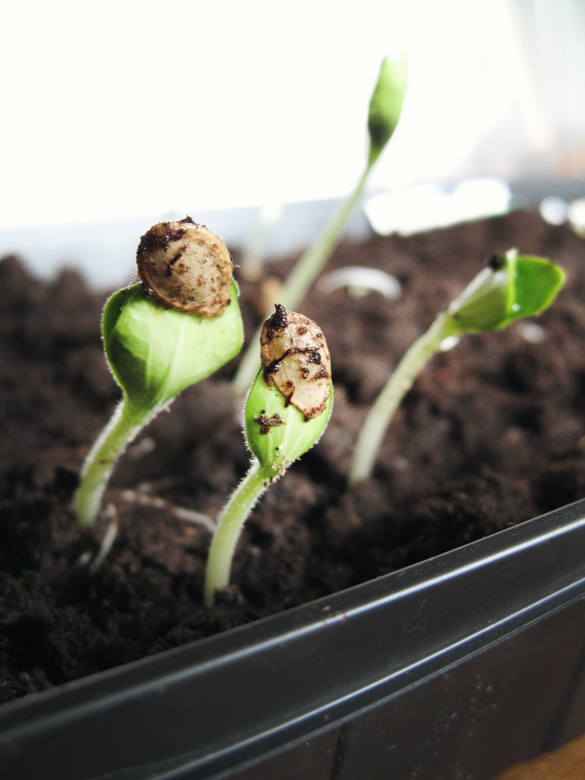 seed sprouting